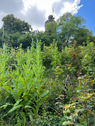 Wanderung im Ländle,
23. Juni 2024